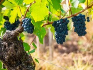 vine-7423699_1280.jpg