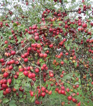 automne2013 034.JPG