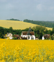 Colza Françoise Buridant.jpg