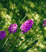 Orchidées 2.jpg