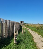 Zone humide Davrey CP Tabéa Posteaux (21).jpg