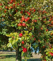 Pommier CP Tabéa Posteaux.jpg