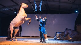Spectacle équestre “Iselda” - 1