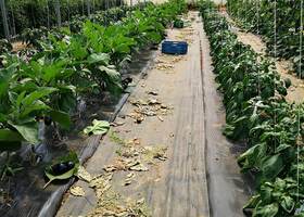 au-jardin-de-serques_serre_1