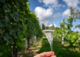 3 - Vignes - Ferme du Norbert © Tourisme en Pays de Saint-Omer