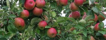 Pommes. CP Nancy Allavoine.JPG