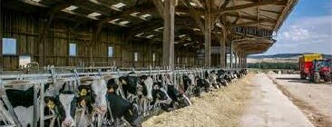 vaches.jpg