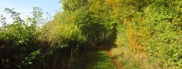 Forêt Bérulle CP Berulle Patrimoine.jpg