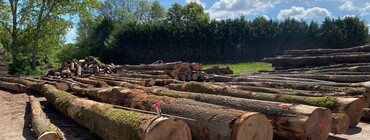 Parc à grumes marquage des bois.jpeg