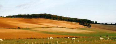 couleurs des champs Yves Buridant petit.jpg