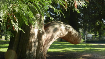 Thuya Aix-en-Othe (8).JPG