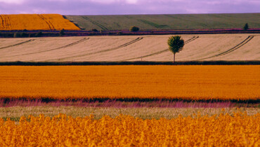 Couleur de printemps.jpg