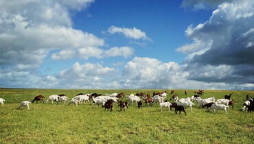 CP Ferme des Damoiselles (2).JPG