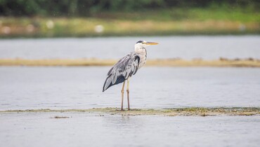 heron.jpg