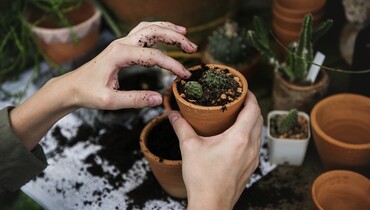 Plante. CP rawpixel (1).jpg