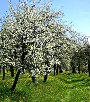 La Ferme des Charmes