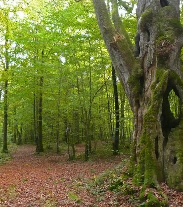 vosnon-pied cornier-vab-NEW(1).JPG