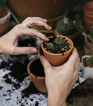 Plante. CP rawpixel (1).jpg