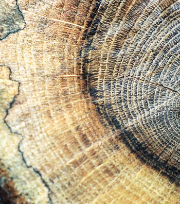 Bois. CP Fabienne Clerin (5).jpg