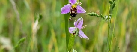 La pelouse des brebis et sa biodiversité - 0