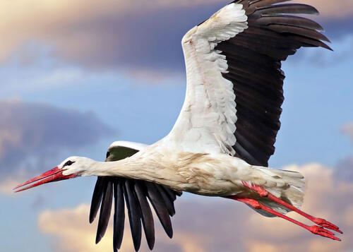 Les cigognes © Maison du Marais