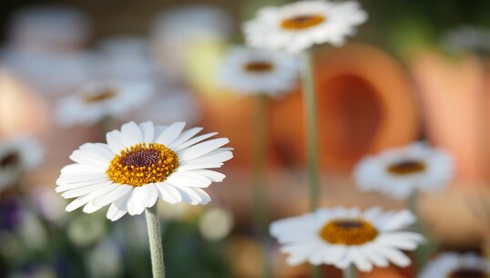 Troc fleurs - 0