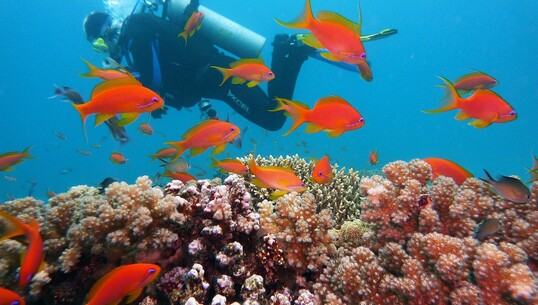 Exposition “Habitats marins” - 0