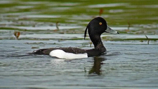 Découverte des oiseaux d&rsquo;eau d&rsquo;un étang exceptionnel ! - 0