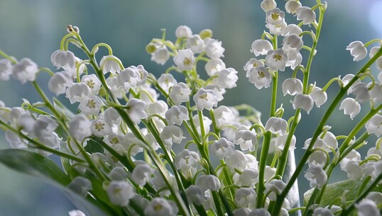 Fête du muguet - 0