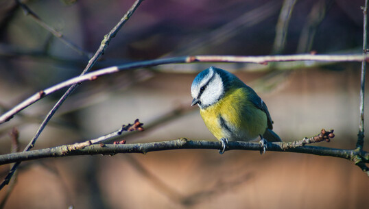 Mélodies sauvages de la Forêt d’Orient - 0