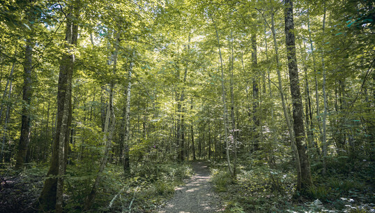 Le sentier des salamandres - 0