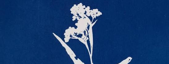 Atelier cyanotype végétal - 0