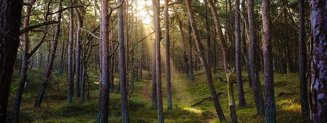Sophro balade en forêt - 0