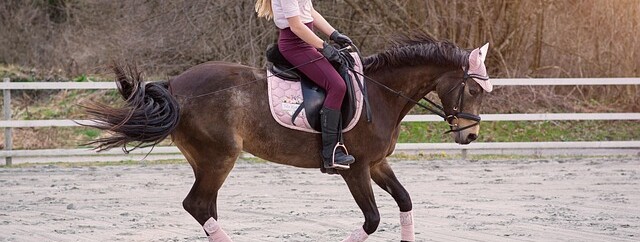 Stage d’équitation - 0