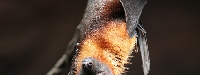 Animation nature : “Les bruits de la nuit” - 0