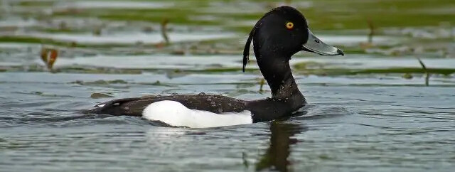 Découverte des oiseaux d&rsquo;eau d&rsquo;un étang exceptionnel ! - 0
