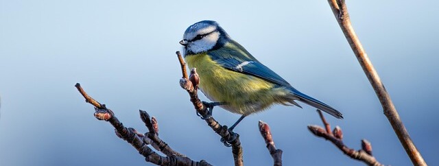 Du réseau à la cime, rencontre avec les oiseaux de notre territoire - 0