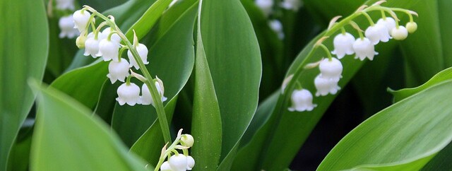 Randonnée du muguet - 0