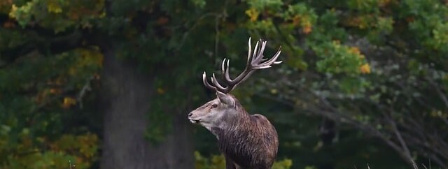 Soirée découverte brame du cerf et observation de la voûte céleste - 0