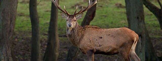 Vivre le brame du cerf - 0