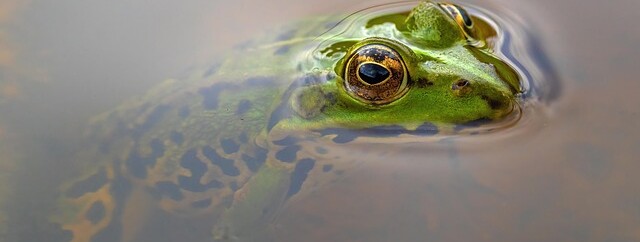 Sortie nature à la découverte des amphibiens - 0