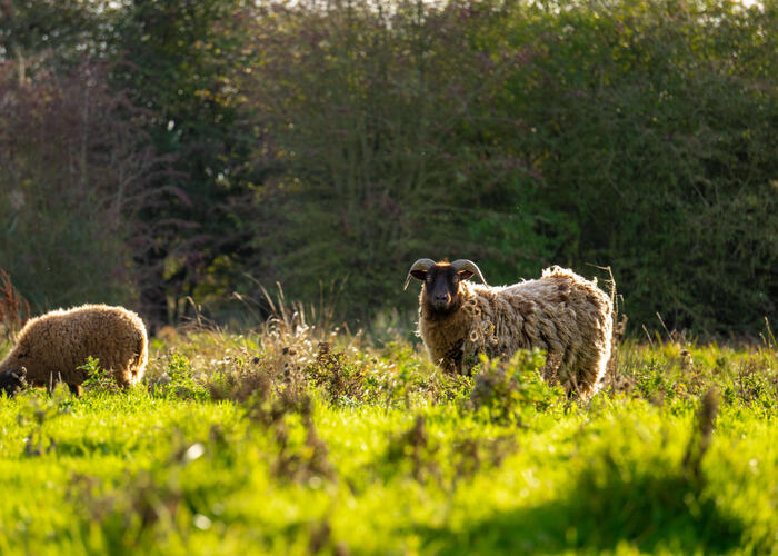 Nos amis les moutons © Office de tourisme Saint-Omer