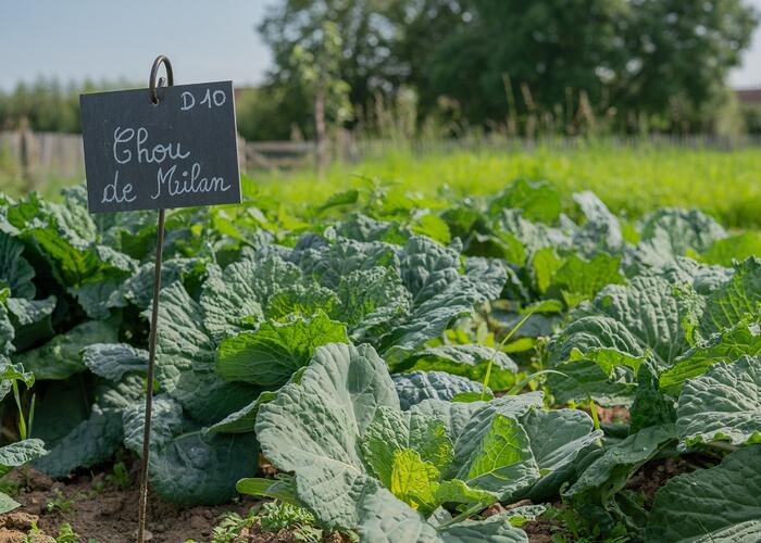 ATELIER DECOUVERTE LEGUMES © Tourisme en Pays de Saint-Omer (2) © 