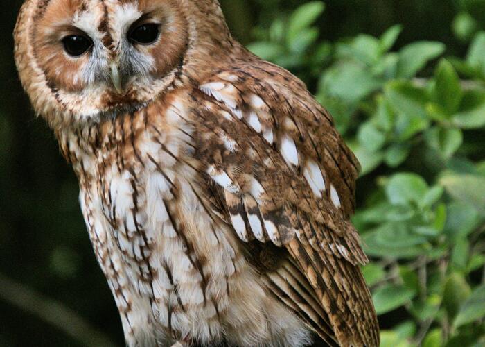 Chouette voilà des hiboux © La Maison du marais