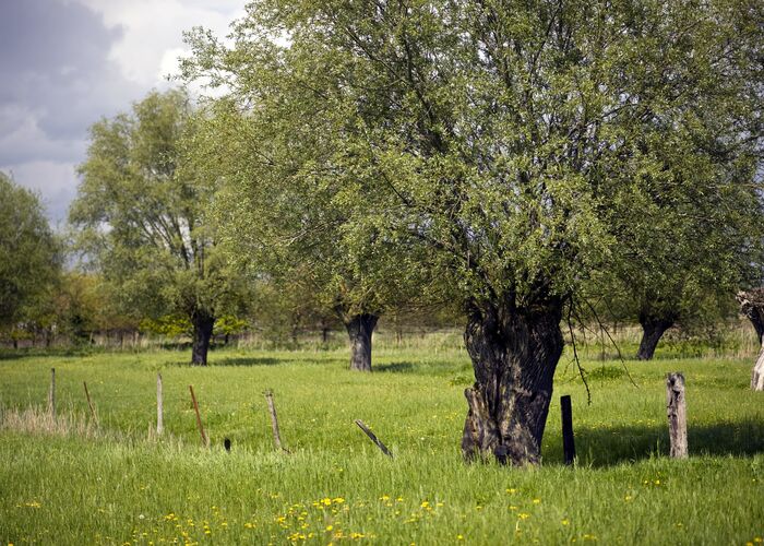 Marais Arbres 2010 CLAIRMARAIS © © Photo Carl - Office de Tourisme de la Région de Saint-Omer 