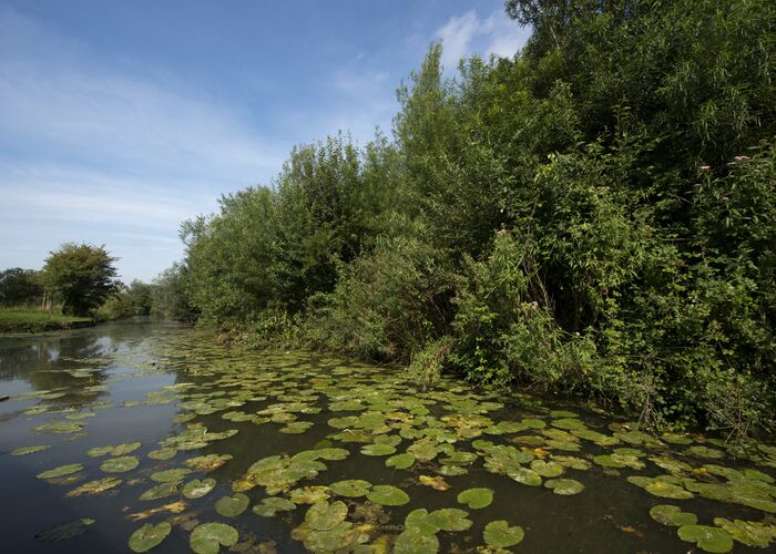 Marais Arbres Nénuphar 2014 SAINT-OMER © © Photo Carl Tourisme en Pays de Saint-Omer 