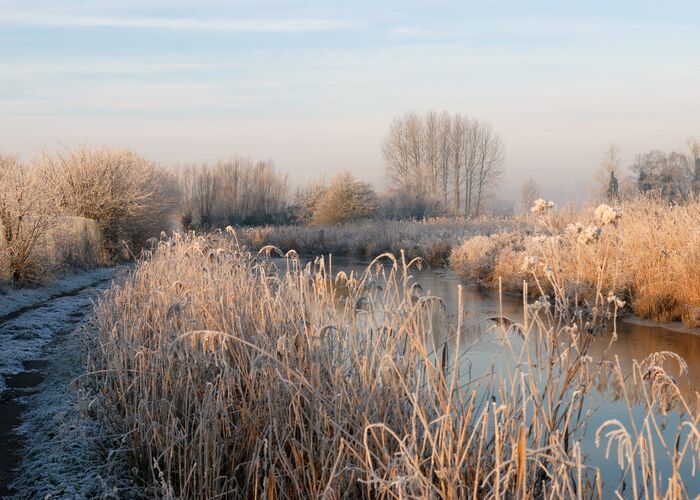 Marais Nature Arbres Hiver 2010 SALPERWICK © Photo Carl - Office de Tourisme de la Région de Saint-Omer (36) © © Photo Carl - Office de Tourisme de la Région de Saint-Omer