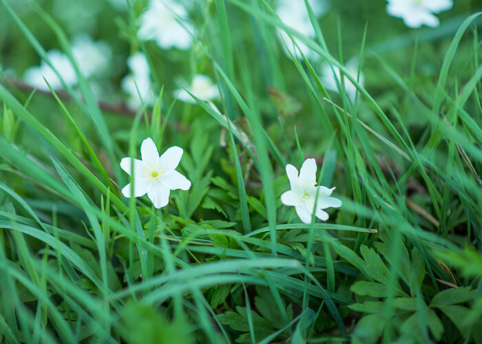 Fleur Forêt de Clairmarais 2018 CLAIMARAIS © Jessy Hochart Tourisme en Pays de Saint-Omer © © Jessy Hochart Tourisme en Pays de Saint-Omer