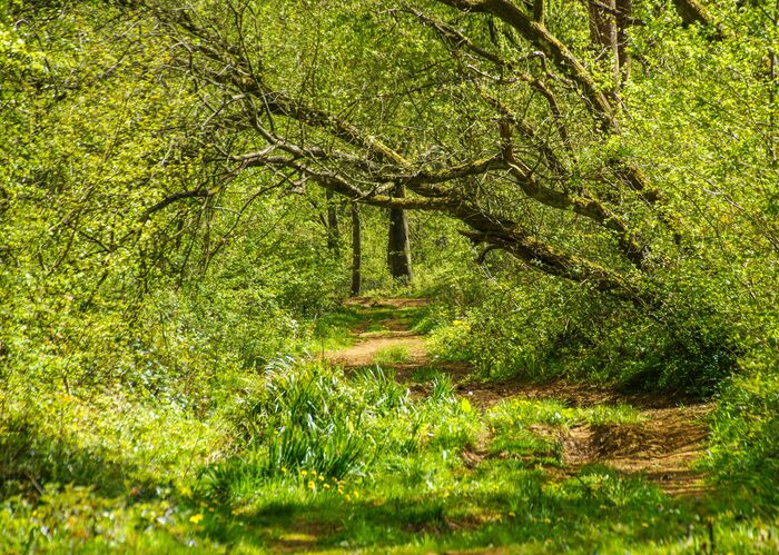 Forêt de TOURNEHEM-SUR-LA-HEM  © © P.Hudelle, Balades en audomarois