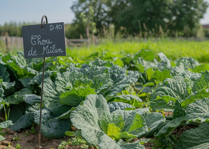 Jardin Potager © Tourisme en Pays de Saint-Omer